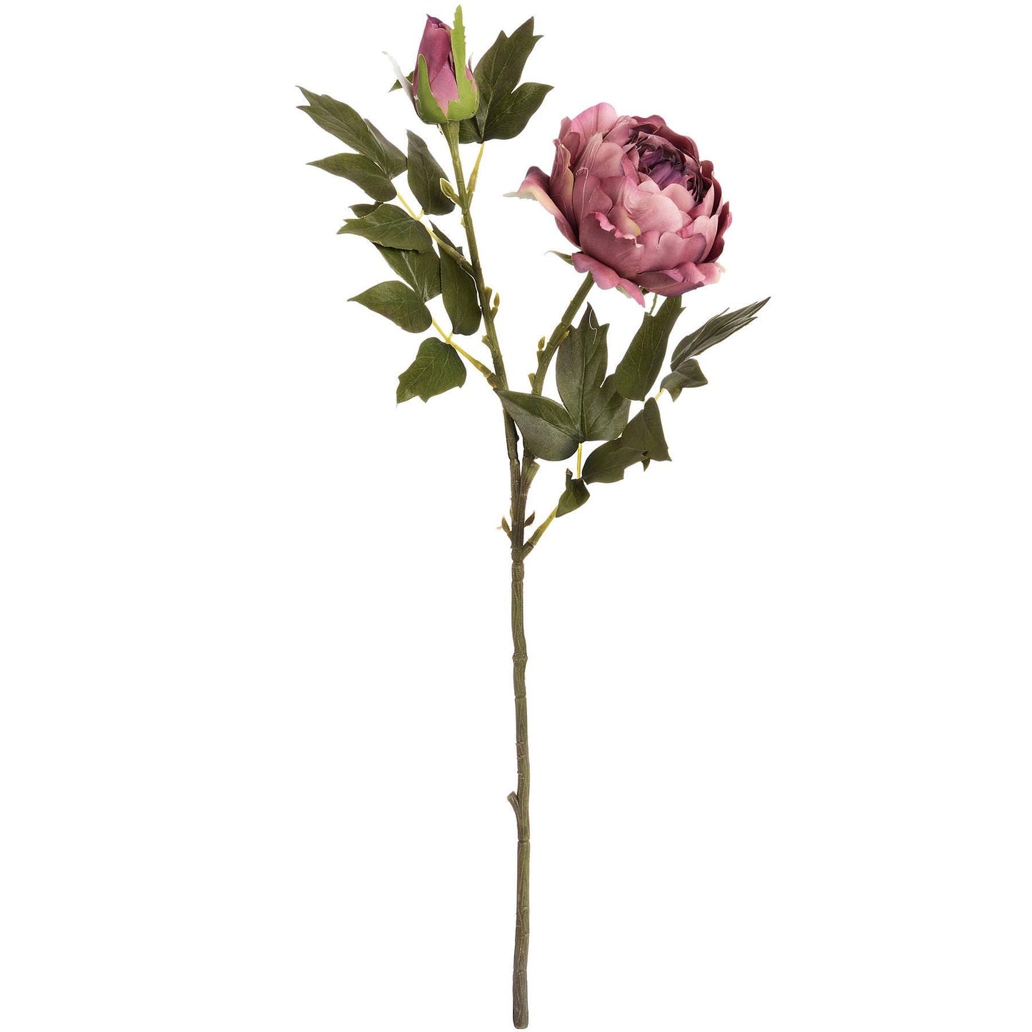 Dusky Pink Peony Stem